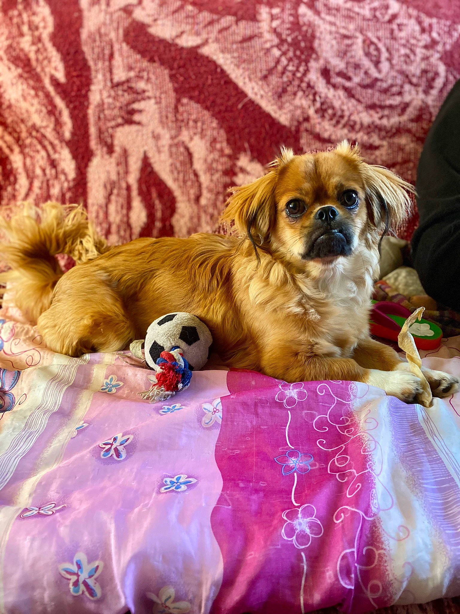 Pandora a rejoint le concours — aidez-le/la à gagner de superbes lots ! ancient_dog_breeds, bed, bedding, canidae, carnivore, companion_dog, dog, dog_breed, dog_supply, fawn, fur, linens, liver, magenta, paw, puppy_love, sporting_group, toy_dog, working_animal