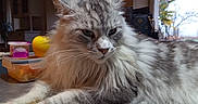 Tao a rejoint le concours — aidez-le/la à gagner de superbes lots ! animal, cat, daylight, ears, feline, fluffy, fur, indoors, living_room, longhaired_cat, lying_down, paws, pet, portrait, relaxed, serious_expression, silver_tabby, sofa, whiskers, window