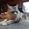 animal, cat, daylight, ears, feline, fluffy, fur, indoors, living_room, longhaired_cat, lying_down, paws, pet, portrait, relaxed, serious_expression, silver_tabby, sofa, whiskers, window