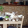 Tao participe au concours pour gagner de l'argent avec cette photo : animal, cat, chairs, dining_room, fluffy_cat, food, fruit_bowl, gray_and_white, houseplant, indoor, jar, kitchen, long_hair, maine_coon, pet, portrait, refrigerator, sitting, stone_wall, table