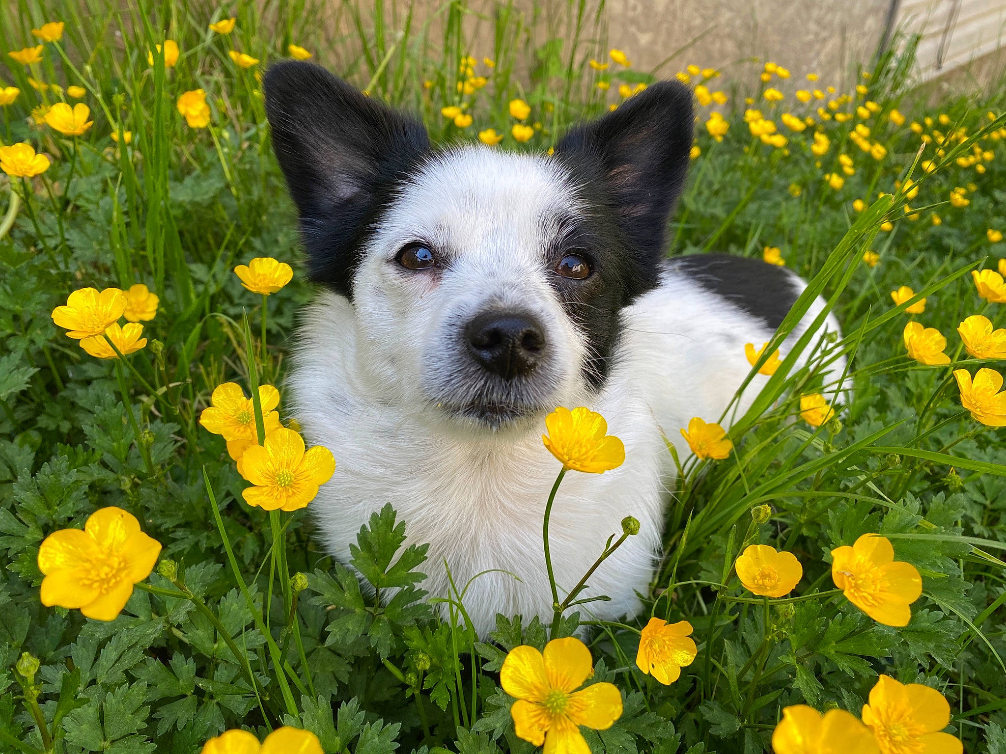 Itsy Bitsy joined the competition — help win amazing prizes! annual_plant, art, carnivore, companion_dog, dog, dog_breed, door, flower, flowering_plant, grass, grassland, green, groundcover, herbaceous_plant, meadow, nature, petal, plant, spring, yellow
