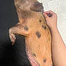 Penny joined the competition — help win amazing prizes! piglet, animal, pet, spotted, sleeping, lap, hand, sunlight, resting, fur, pink_skin, black_spots, cozy, domestic_animal, indoor, relaxation, animal_care, companion, cute, small
