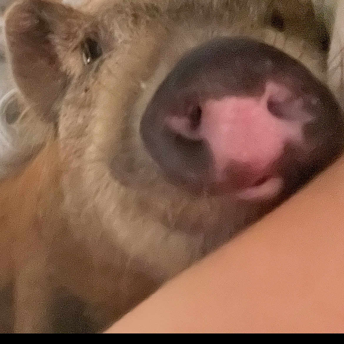 Penny is registered to the contest to win money with this photo: dog, snout, nose, close_up, blurred_background, animal, pet, fur, face, cute, domestic_animal, canine, indoors, human_arm, white_clothing, brown_fur, portrait, companion, friendly, nose_closeup