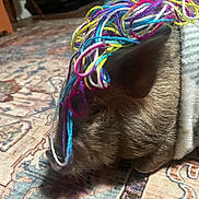 Penny is registered to the contest to win money with this photo: piglet, animal, yarn, colorful, blanket, rug, indoor, cozy, cute, pet, soft, texture, pattern, playful, resting, small_animal, domestic, wool, funny, warm