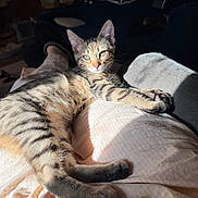 Pish Pish joined the competition — help win amazing prizes! cat, tabby, kitten, pet, indoor, sunlight, relaxed, lap, blanket, fabric, whiskers, ears, paws, eyes, portrait, fur, home_interior, couch, lounging, shadow