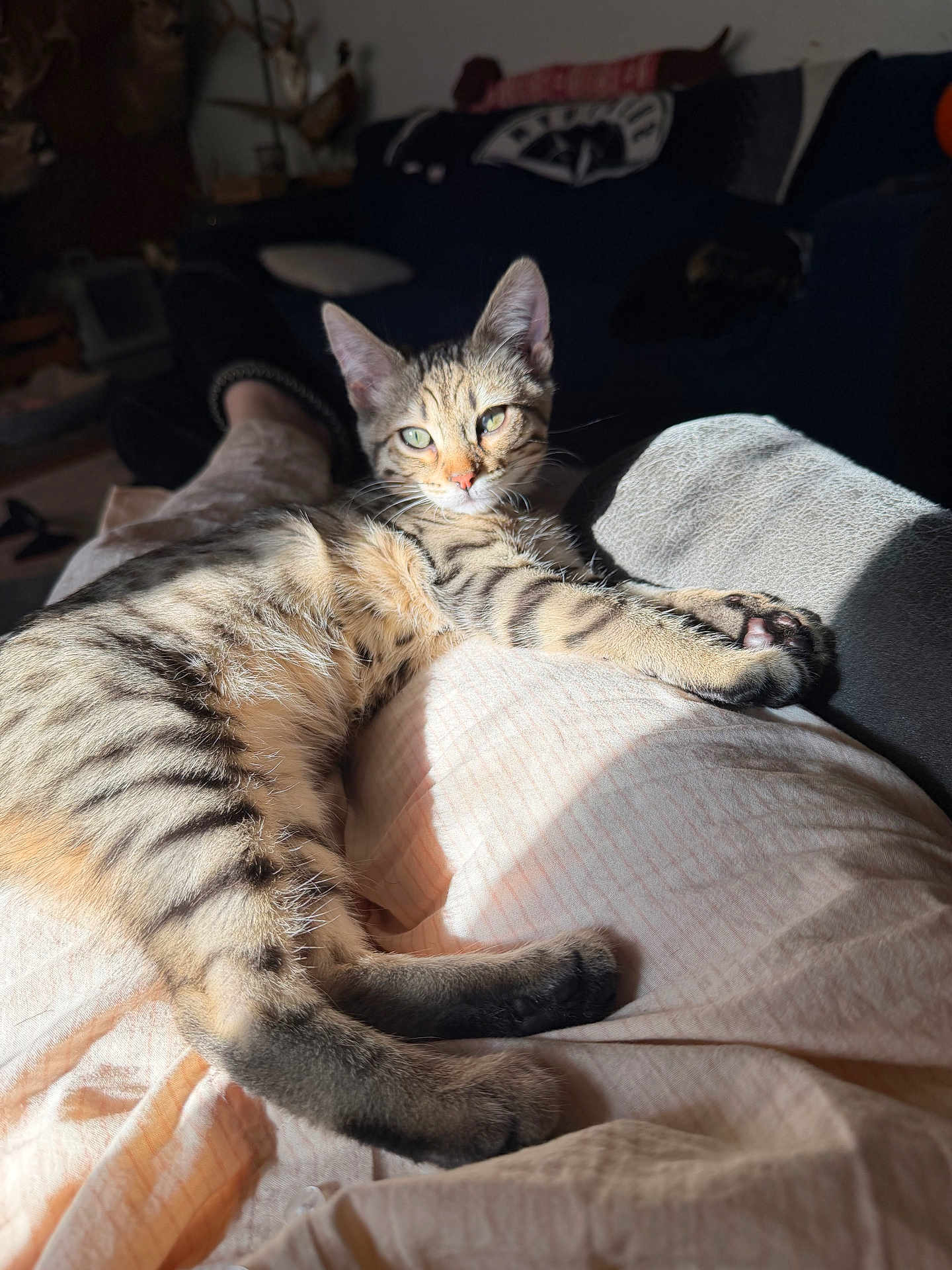 Pish Pish joined the competition — help win amazing prizes! cat, tabby, kitten, pet, indoor, sunlight, relaxed, lap, blanket, fabric, whiskers, ears, paws, eyes, portrait, fur, home_interior, couch, lounging, shadow