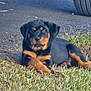 rottweiler, puppy, dog, grass, outdoor, car_tire, animal, pet, cute, lying_down, black_and_tan, young, nature, daylight, canine, mischievous, curious, leaf, ground, relaxed