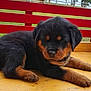 Izzy joined the competition — help win amazing prizes! puppy, rottweiler, dog, animal, pet, outdoor, wooden_surface, bench, red_bench, fur, cute, sleepy, young, mammal, canine, resting, grass, nature, portrait, closeup