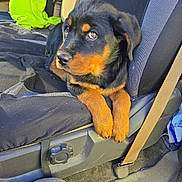 Izzy joined the competition — help win amazing prizes! rottweiler, puppy, dog, car_seat, seatbelt, black_and_tan, pet, animal, canine, interior, vehicle, seat_cover, curious, young_dog, paw, resting, looking_away, domestic_animal, furry, companion