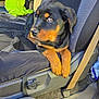 rottweiler, puppy, dog, car_seat, seatbelt, black_and_tan, pet, animal, canine, interior, vehicle, seat_cover, curious, young_dog, paw, resting, looking_away, domestic_animal, furry, companion