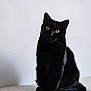 animal, blackcat, cat, manx, pet
