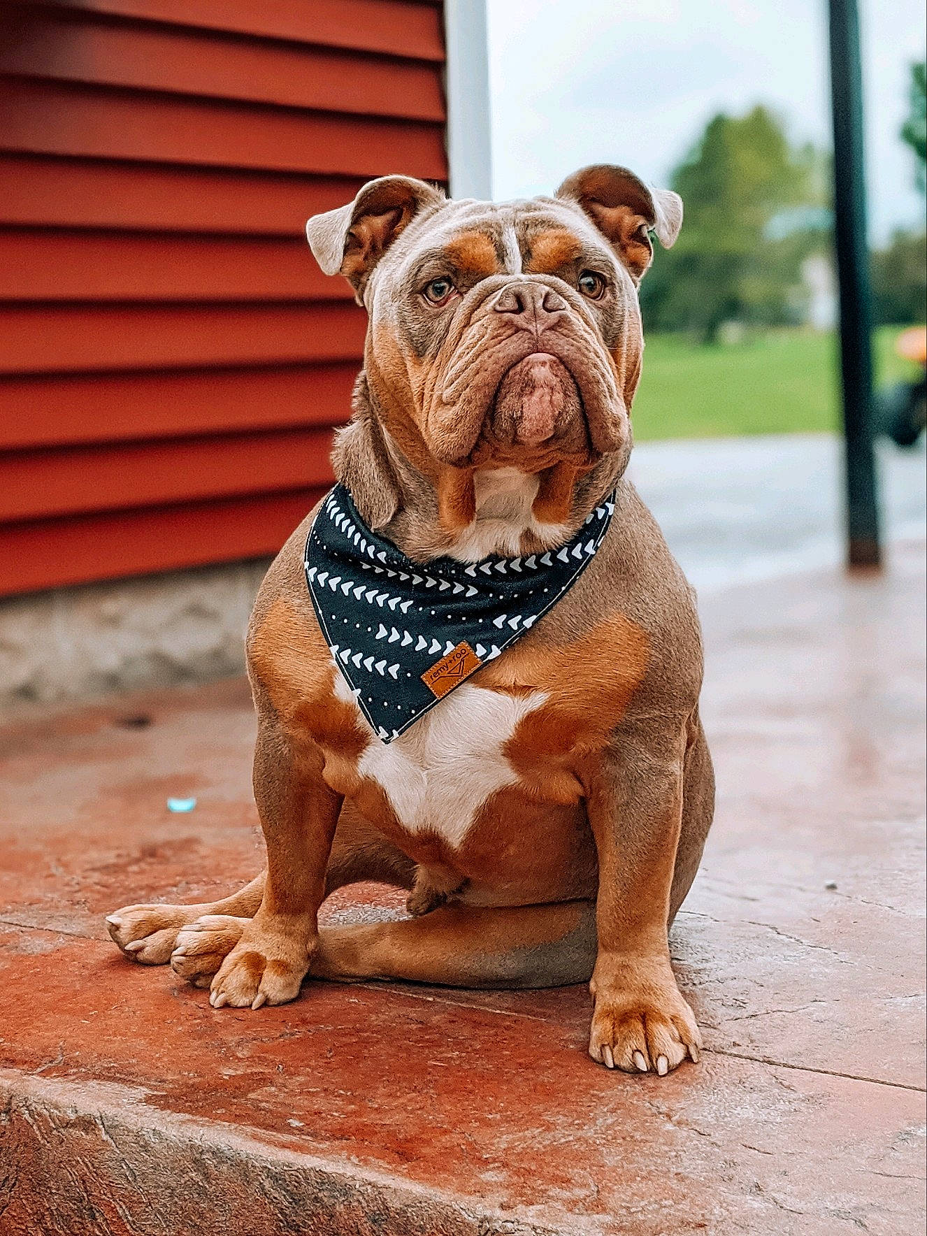 Creed joined the competition — help win amazing prizes! ancient_dog_breeds, bulldog, canidae, carnivore, companion_dog, dog, dog_breed, fawn, flooring, liver, molosser, non_sporting_group, old_english_bulldog, snout, sporting_group, terrestrial_animal, wood, working_animal, working_dog, wrinkle