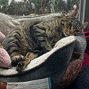 Dakota is registered to the contest to win money with this photo: cat, tabby, pet_bed, memory_foam, window, snow, greenery, cozy, indoor, animal, feline, relaxed, sleepy, fur, resting, home, comfort, daylight, soft, winter