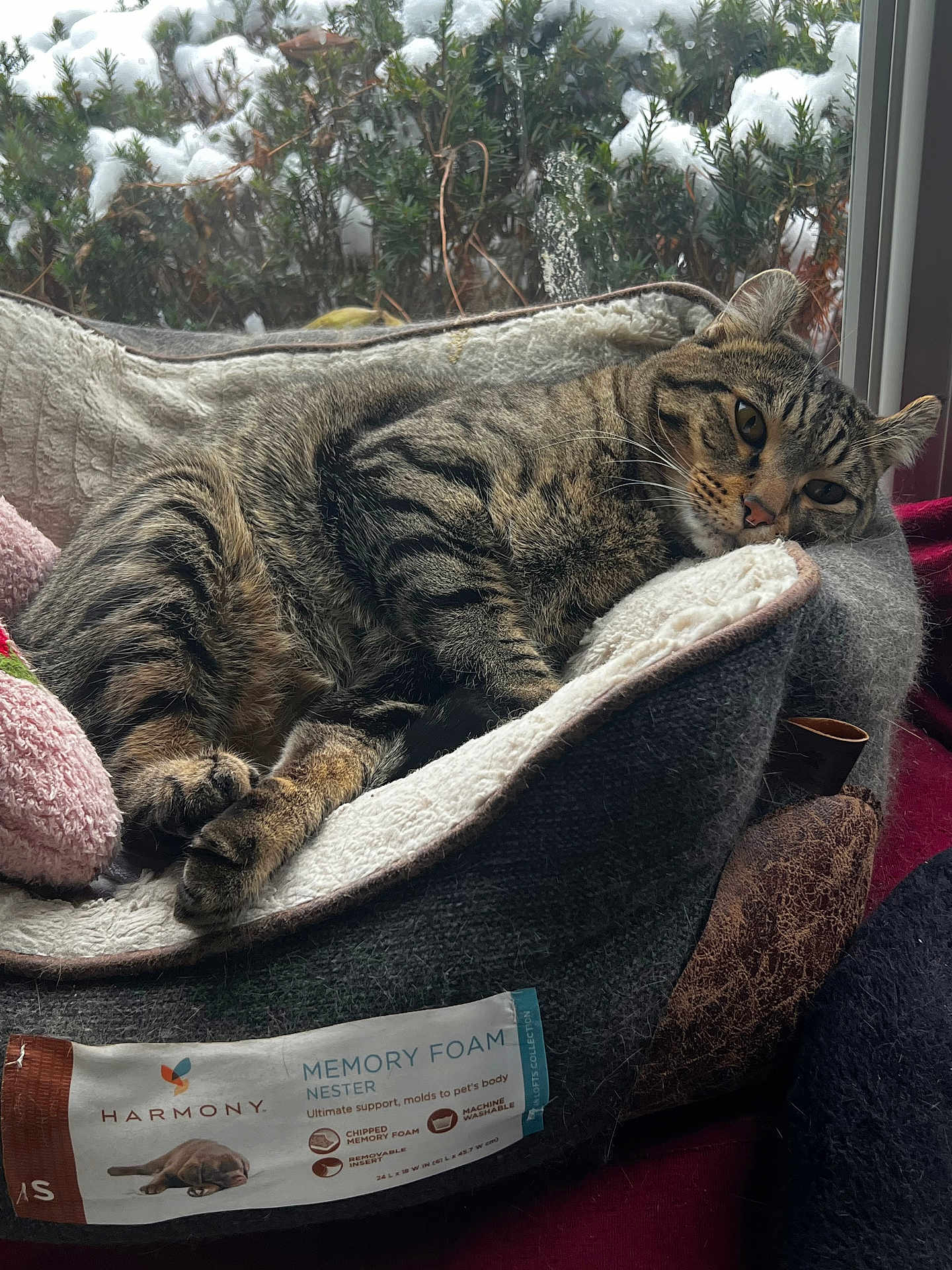 Dakota is registered to the contest to win money with this photo: cat, tabby, pet_bed, memory_foam, window, snow, greenery, cozy, indoor, animal, feline, relaxed, sleepy, fur, resting, home, comfort, daylight, soft, winter