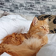 Ramsès a rejoint le concours — aidez-le/la à gagner de superbes lots ! cat, orange_cat, fluffy, pet, animal, indoor, bed, blanket, white_bedding, resting, fur, cozy, relaxed, looking_away, brick_wall, homedecor, feline, cute, domestic_cat, sleepy