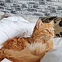animal, bed, blanket, brick_wall, cat, cozy, cute, domestic_cat, feline, fluffy, fur, homedecor, indoor, looking_away, orange_cat, pet, relaxed, resting, sleepy, white_bedding