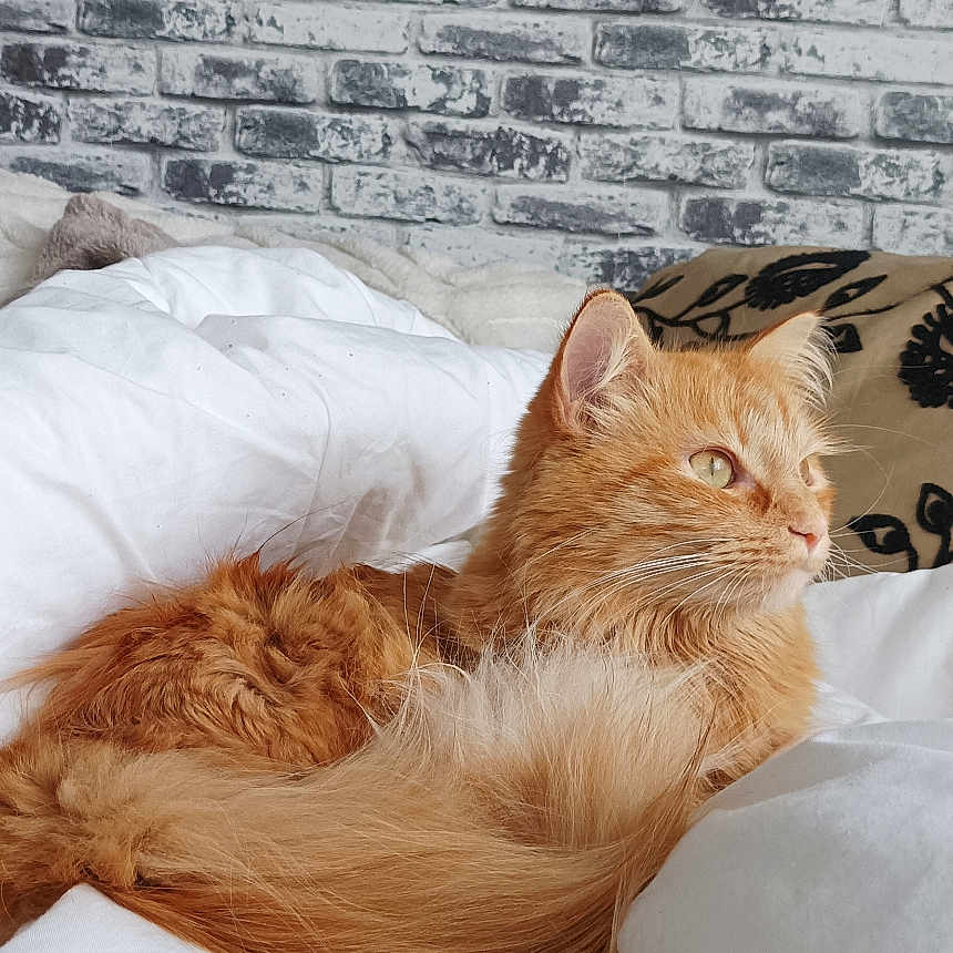 Ramsès a rejoint le concours — aidez-le/la à gagner de superbes lots ! animal, bed, blanket, brick_wall, cat, cozy, cute, domestic_cat, feline, fluffy, fur, homedecor, indoor, looking_away, orange_cat, pet, relaxed, resting, sleepy, white_bedding