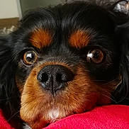 Natsu a rejoint le concours — aidez-le/la à gagner de superbes lots ! canidae, carnivore, cavalier_king_charles_spaniel, companion_dog, dog, dog_breed, fawn, king_charles_spaniel, mammal, puppy, rare_breed_dog, snout, spaniel, sporting_group, tibetan_spaniel, toy_dog, vertebrate