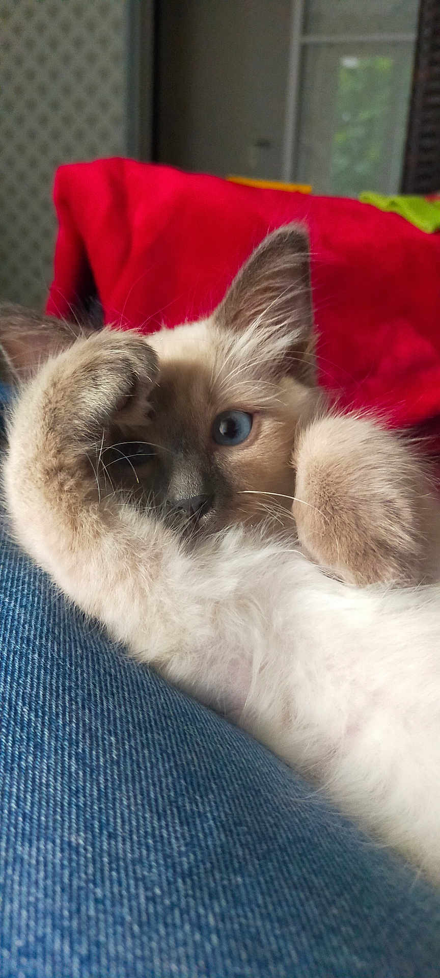 Miell participe au concours pour gagner de l'argent avec cette photo : kitten, cat, blue_eyes, paw, fur, denim, jeans, red_cushion, indoor, pet, cute, resting, close_up, whiskers, playful, cozy, feline, animal, soft, young