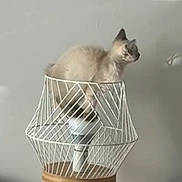 Miell participe au concours pour gagner de l'argent avec cette photo : cat, animal, pet, indoor, lamp, lampshade, wooden_stand, wireframe, curious, feline, perched, modern, minimalist, home_interior, light, decor, domestic, cozy, side_view, small