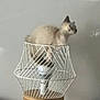 cat, animal, pet, indoor, lamp, lampshade, wooden_stand, wireframe, curious, feline, perched, modern, minimalist, home_interior, light, decor, domestic, cozy, side_view, small
