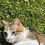 animal, calico_cat, cat, closeup, cute, domestic_cat, fur, grass, green_eyes, leaf, mammal, nature, outdoor, paw, pet, playful, relaxing, summer, sunlight, whiskers