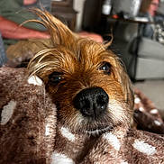 Eli is registered to the contest to win money with this photo: dog, close_up, blanket, brown, indoor, pet, snuggling, fur, polka_dot, cozy, relaxing, home, living_room, person, blurred_background, nostrils, whiskers, face, animal, fur_texture