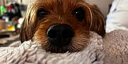 Eli joined the competition — help win amazing prizes! dog, close_up, snout, blanket, fluffy, pet, brown_fur, cozy, indoor, resting, cute, animal, portrait, fur, soft_texture, domestic_animal, eyes, relaxed, companion, warm