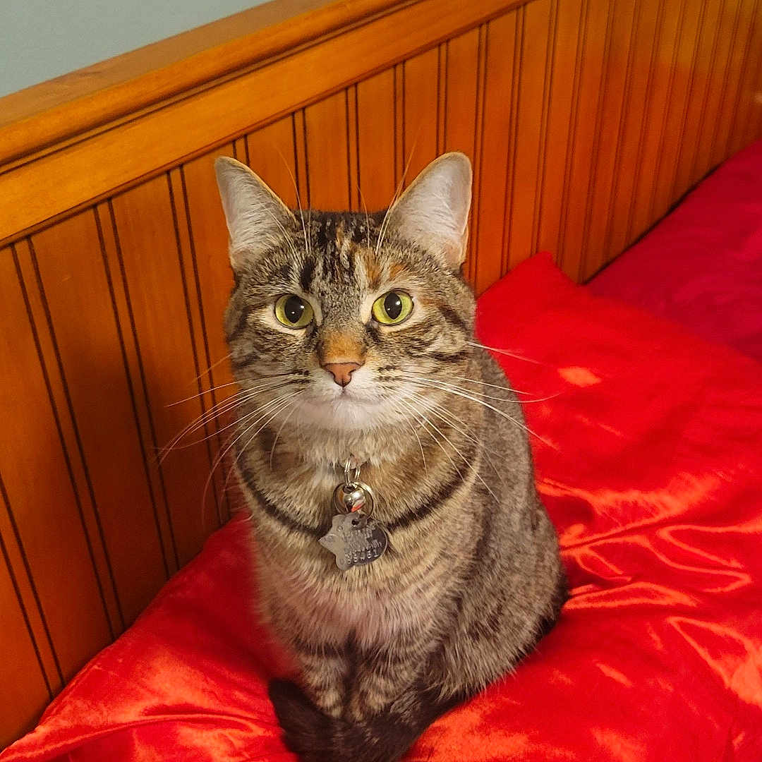 Carmel is registered to the contest to win money with this photo: abyssinian, animal, architecture, bed, bedroom, blanket, cat, couch, cushion, furniture, hardwood, homedecor, indoors, interiordesign, kitten, manx, pet, plywood, room, wood