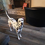 Dice joined the competition — help win amazing prizes! alert, animal, brick_fireplace, canine, comfort, curious, dalmatian, dog, domestic_animal, ears, floor, furniture, home, indoor, living_room, looking_up, pet, spot, tail, wooden_floor