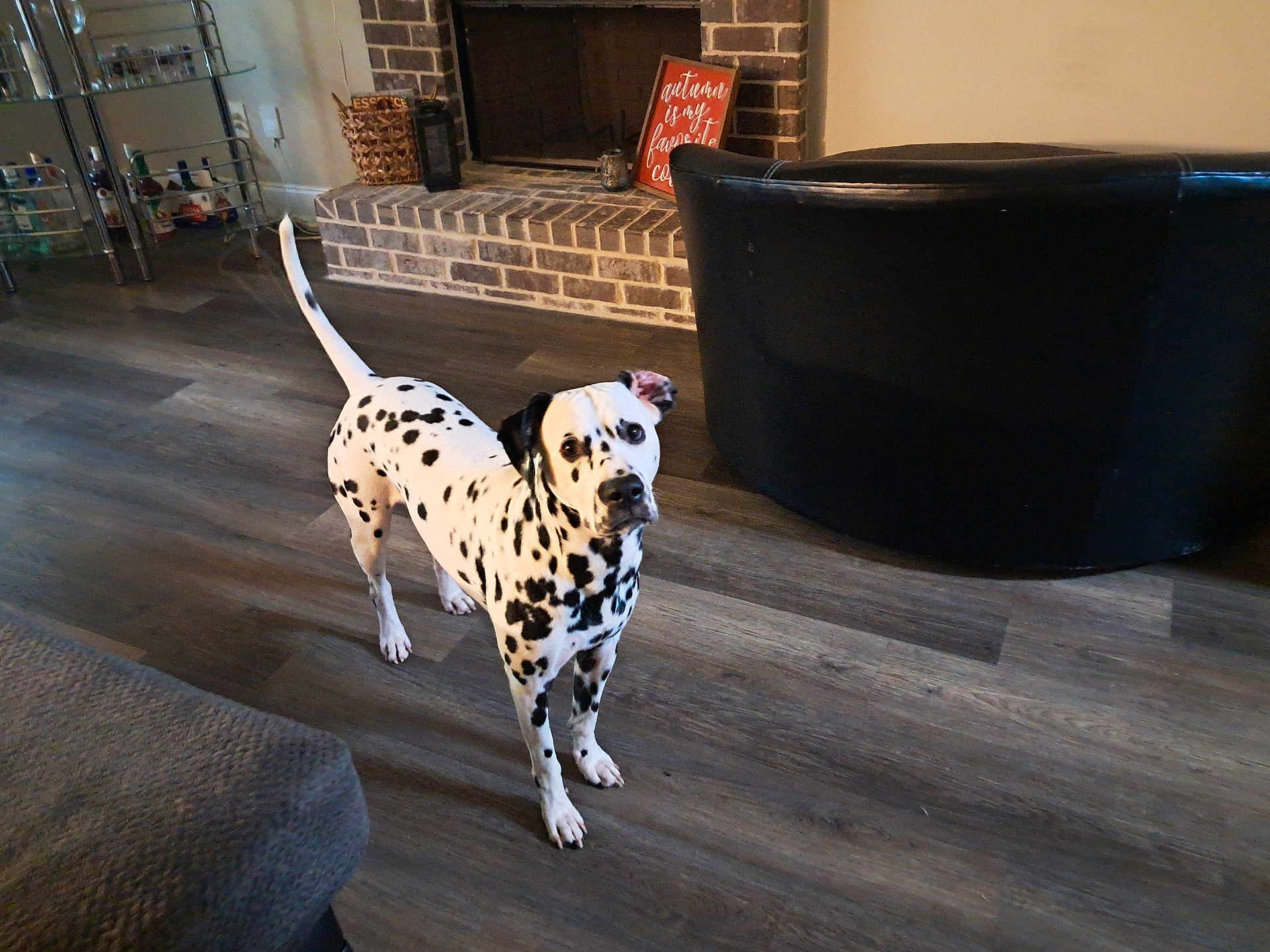 Dice joined the competition — help win amazing prizes! alert, animal, brick_fireplace, canine, comfort, curious, dalmatian, dog, domestic_animal, ears, floor, furniture, home, indoor, living_room, looking_up, pet, spot, tail, wooden_floor