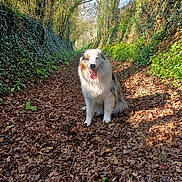 Uno participe au concours pour gagner de l'argent avec cette photo : dog, canine, forest, path, leaves, trees, sunlight, outdoor, nature, happy, sitting, fur, smiling, greenery, woodland, animal, pet, daylight, trunk, shadows