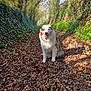 dog, canine, forest, path, leaves, trees, sunlight, outdoor, nature, happy, sitting, fur, smiling, greenery, woodland, animal, pet, daylight, trunk, shadows