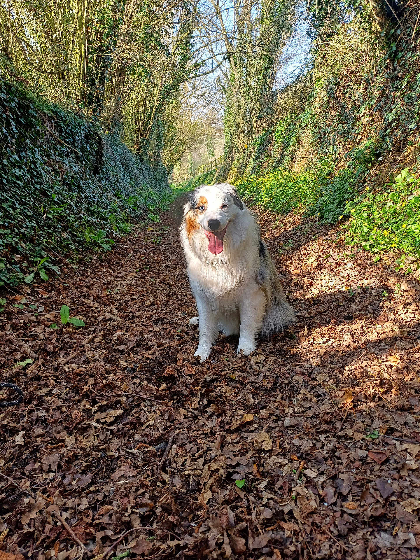 Uno participe au concours pour gagner de l'argent avec cette photo : dog, canine, forest, path, leaves, trees, sunlight, outdoor, nature, happy, sitting, fur, smiling, greenery, woodland, animal, pet, daylight, trunk, shadows