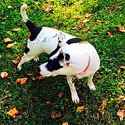 Daisy is registered to the contest to win money with this photo: dog, black_and_white, grass, leaves, outdoor, pet, animal, collar, nature, playful, canine, autumn, greenery, walking, cute, fur, spot, ears, tail, daylight
