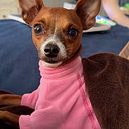 Rudy joined the competition — help win amazing prizes! dog, small_dog, pink_sweater, brown_blanket, couch, indoor, pet, animal, cozy, snuggled, alert, curious, furniture, television, foot, blurred_background, closeup, portrait, domestic, cute