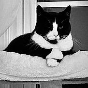 Sammie is registered to the contest to win money with this photo: cat, tuxedo_cat, black_and_white, indoor, window, plush_bed, resting, feline, pet, whiskers, ears, animal, cute, cozy, relaxed, fur, portrait, domestic_cat, mammal, sleeping_area