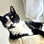 cat, black_and_white, feline, pet, whiskers, green_eyes, soft_texture, indoor, relaxed, close_up, portrait, curious, fur, animal, laying, cute, domestic, cozy, light, window
