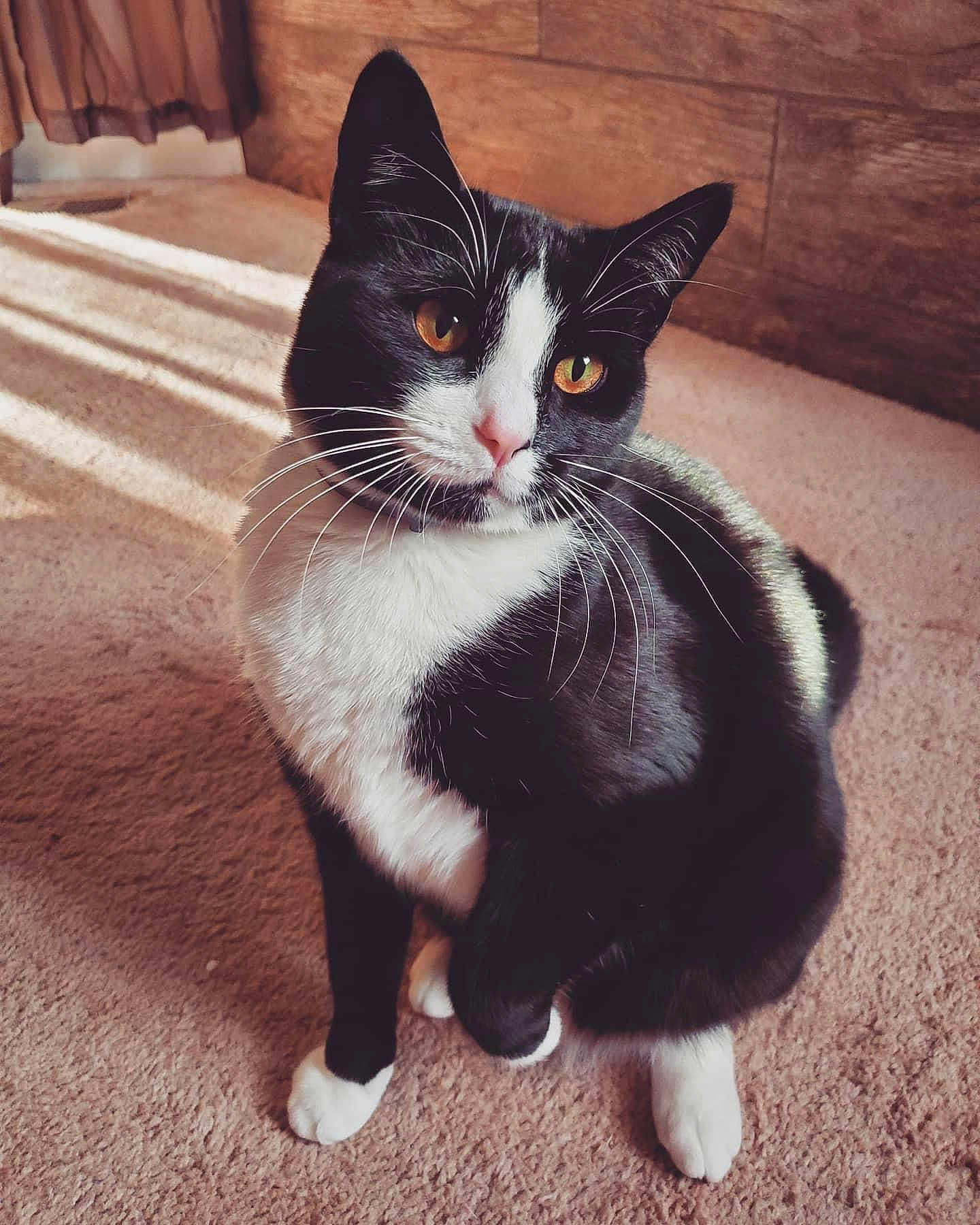 Sammie is registered to the contest to win money with this photo: cat, black_and_white, pet, indoor, carpet, whiskers, golden_eyes, sunlight, wooden_wall, curtain, cute, feline, animal, domestic_cat, paws, sitting, looking_up, fur, cozy