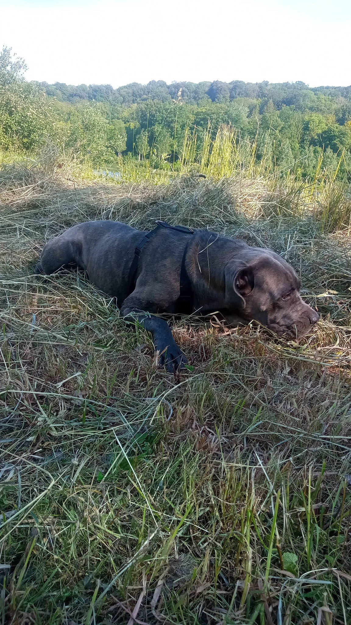 Kenza participe au concours pour gagner de l'argent avec cette photo : carnivore, dog_breed, grass, grassland, groundcover, gun_dog, natural_landscape, natural_material, plant, plant_community, prairie, shrubland, sky, snout, soil, sporting_group, terrestrial_animal, tree, wildlife, working_animal