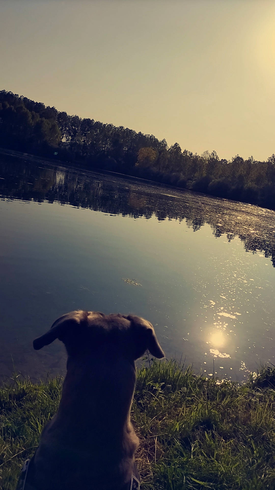 Kenza a rejoint le concours — aidez-le/la à gagner de superbes lots ! bank, carnivore, dog, dog_breed, grass, grassland, horizon, lake, landscape, light, morning, natural_landscape, plant, reservoir, sky, sunlight, sunrise, tree, water, working_animal