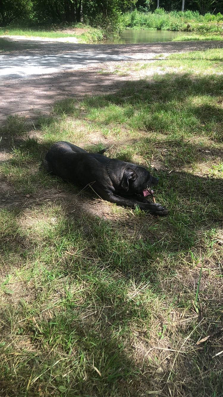 Kenza a rejoint le concours — aidez-le/la à gagner de superbes lots ! canidae, carnivore, companion_dog, dog, dog_breed, grass, grassland, groundcover, gun_dog, landscape, pasture, plant, shadow, shrub, soil, sporting_group, tail, terrestrial_animal, tints_and_shades, working_animal