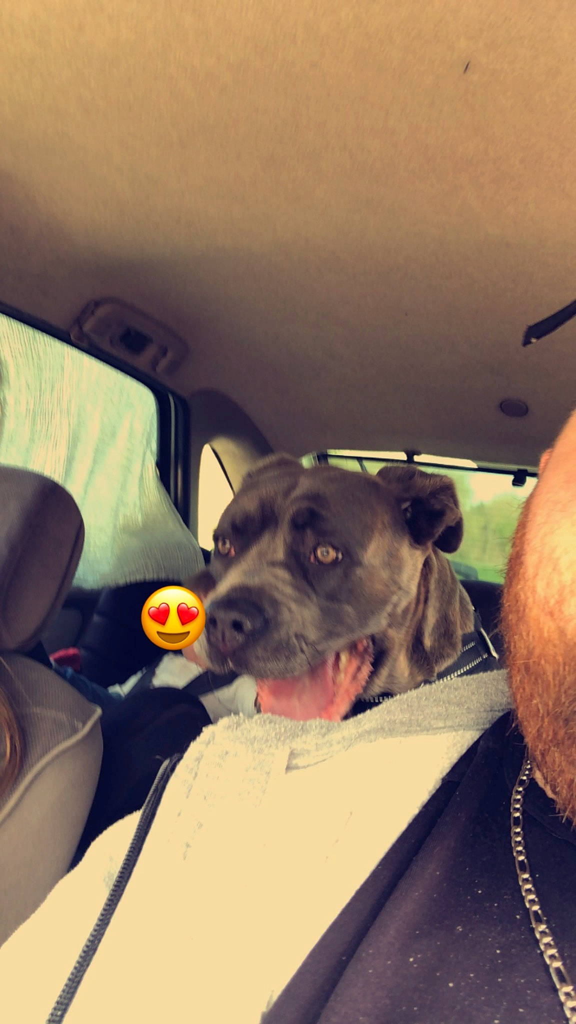 Kenza participe au concours pour gagner de l'argent avec cette photo : car, carnivore, cloud, collar, companion_dog, dog, dog_breed, dog_collar, eyewear, family_car, guard_dog, leash, metal, personal_protective_equipment, selfie, snout, vehicle_door, whiskers, windshield, working_animal