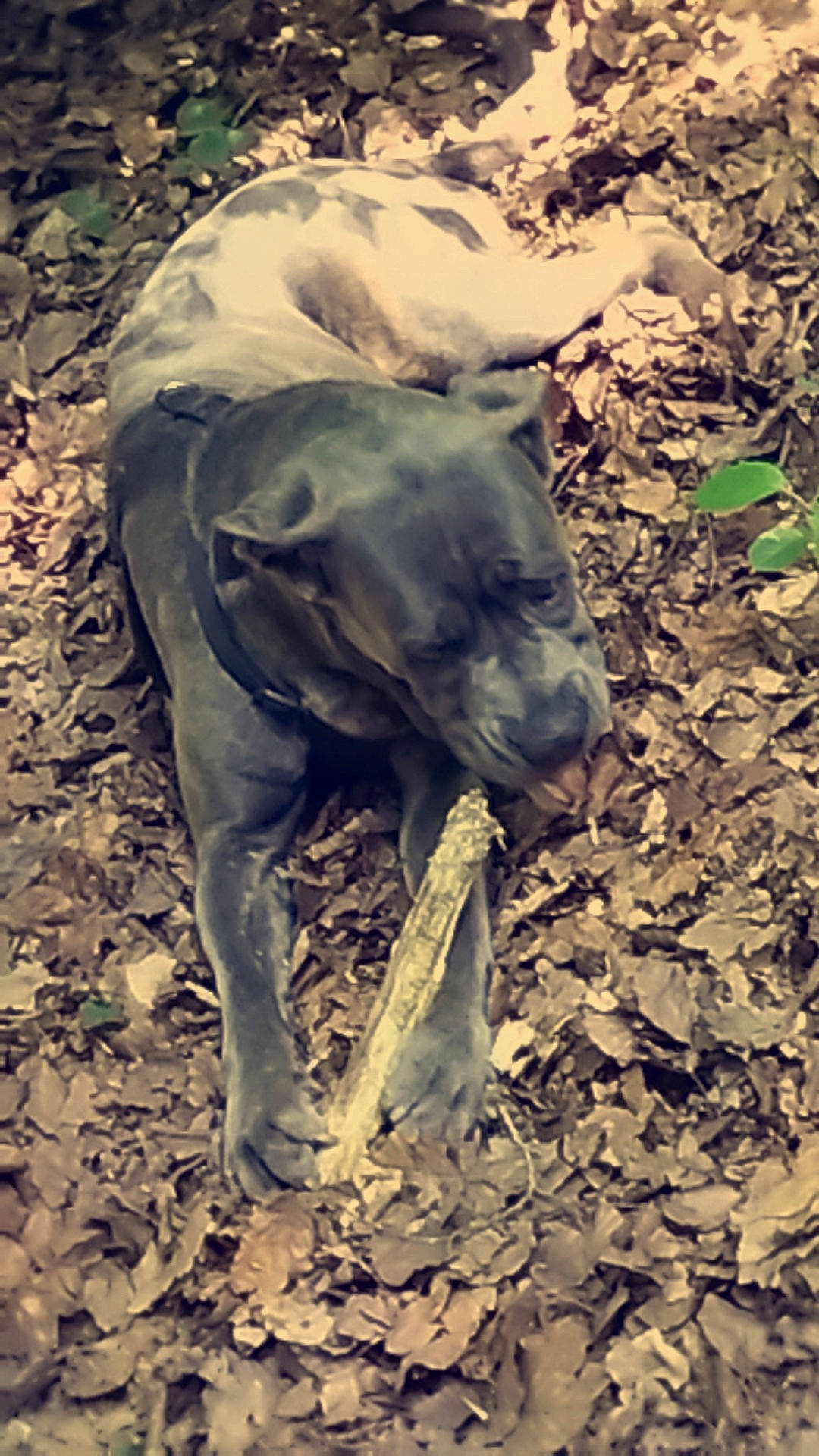 Kenza participe au concours pour gagner de l'argent avec cette photo : art, canidae, dog_breed, fawn, grass, human_leg, jaw, landscape, livestock, natural_material, non_sporting_group, sculpture, shadow, snout, soil, sporting_group, tail, terrestrial_animal, wood, working_animal