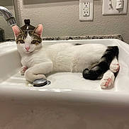 Ginger is registered to the contest to win money with this photo: bathroom, cat, countertop, curious, domestic_animal, drain, ears, faucet, fur, indoor, light_switch, mirror, paws, pet, relaxed, sink, tabby, tail, whiskers, white