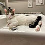 bathroom, cat, countertop, curious, domestic_animal, drain, ears, faucet, fur, indoor, light_switch, mirror, paws, pet, relaxed, sink, tabby, tail, whiskers, white