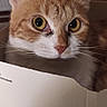 Gaia participe au concours pour gagner de l'argent avec cette photo : aegean_cat, asian, box, burmilla, carnivore, cat, domestic_short_haired_cat, european_shorthair, fawn, felidae, kitten, mammal, small_to_medium_sized_cats, snout, tabby_cat, whiskers