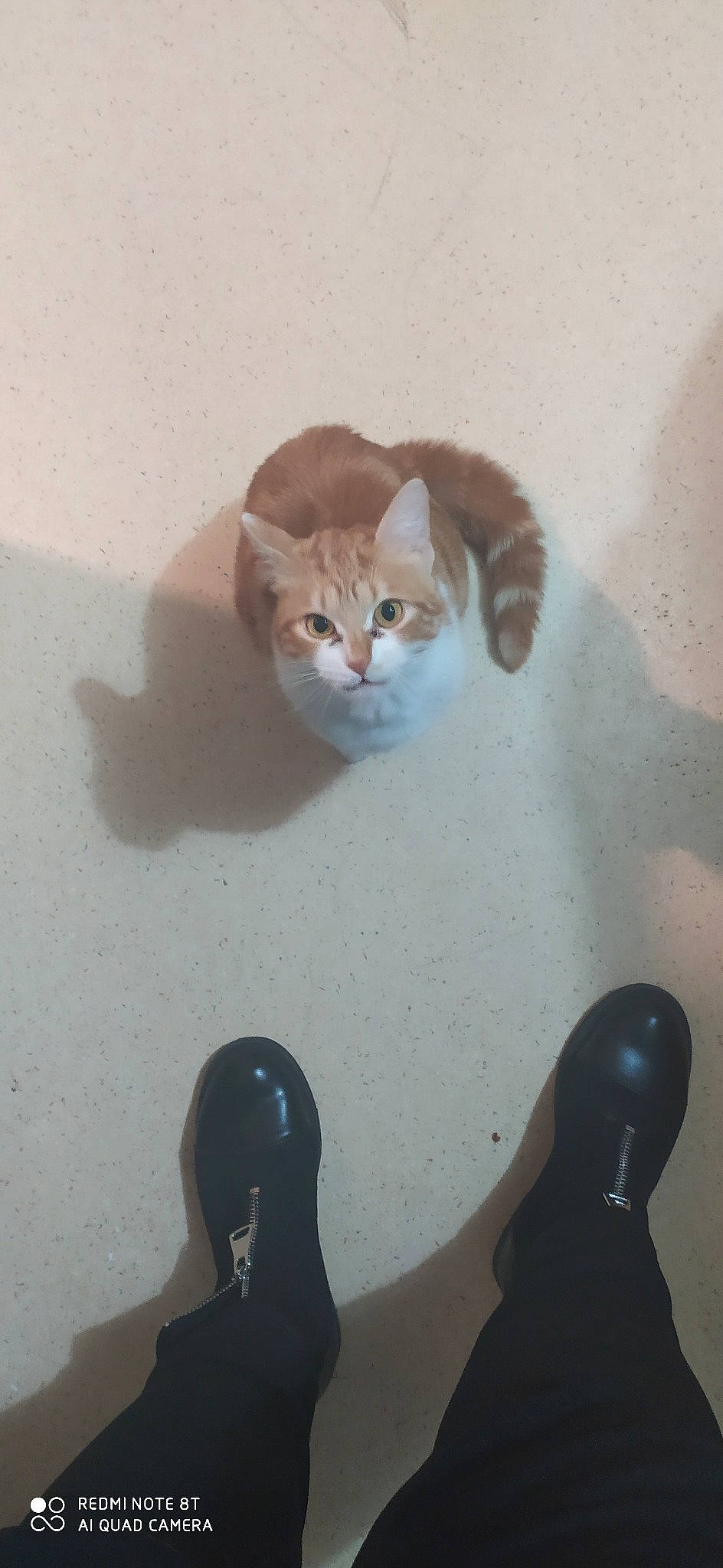 Gaia a rejoint le concours — aidez-le/la à gagner de superbes lots ! aegean_cat, carnivore, cat, domestic_short_haired_cat, european_shorthair, fawn, felidae, footwear, kitten, paw, polydactyl_cat, shoe, small_to_medium_sized_cats, tail, whiskers