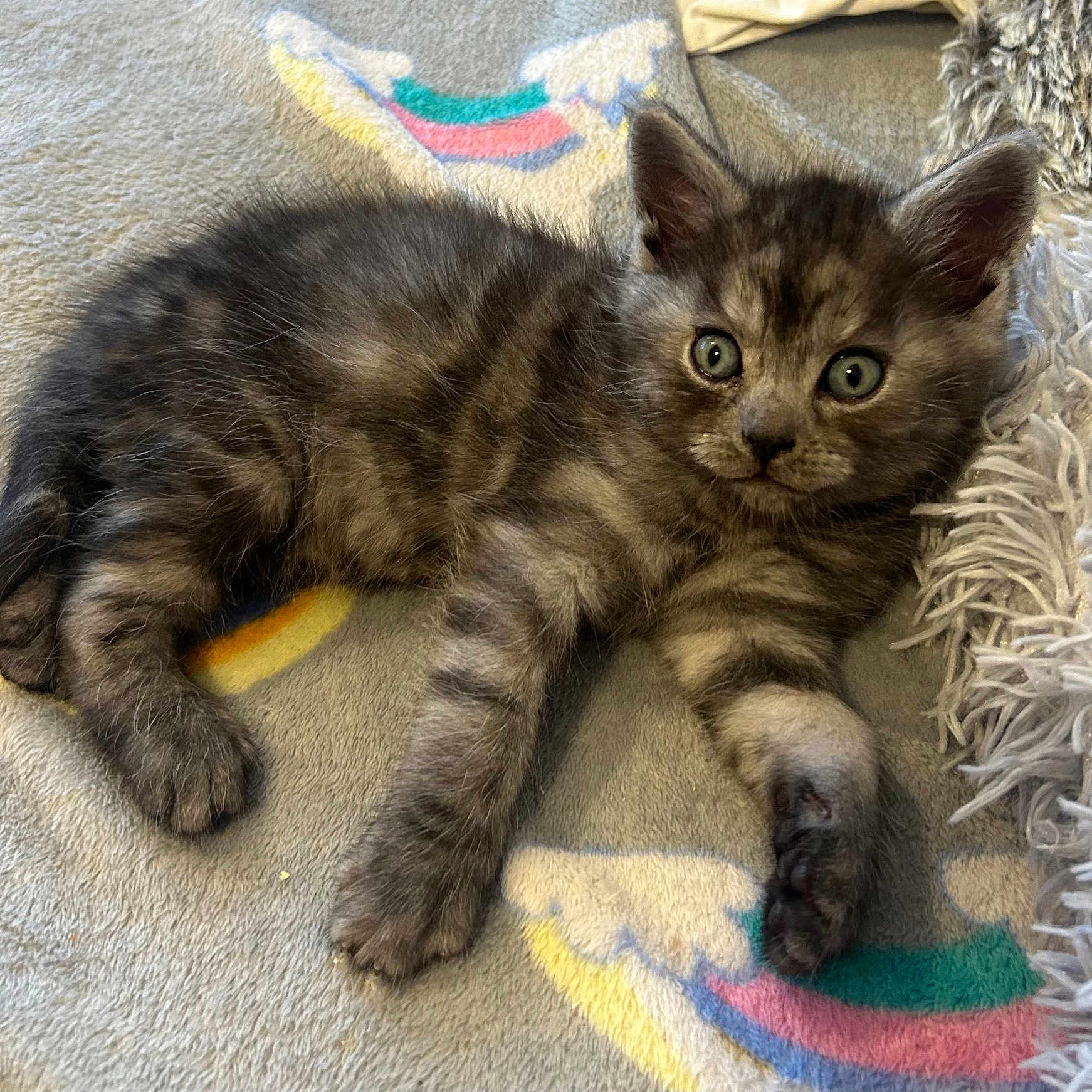 Tales joined the competition — help win amazing prizes! abyssinian, angora, animal, blanket, brasssection, canine, cat, couch, dog, egyptiancat, furniture, horn, kitten, manx, musicalinstrument, person, pet, sleeping