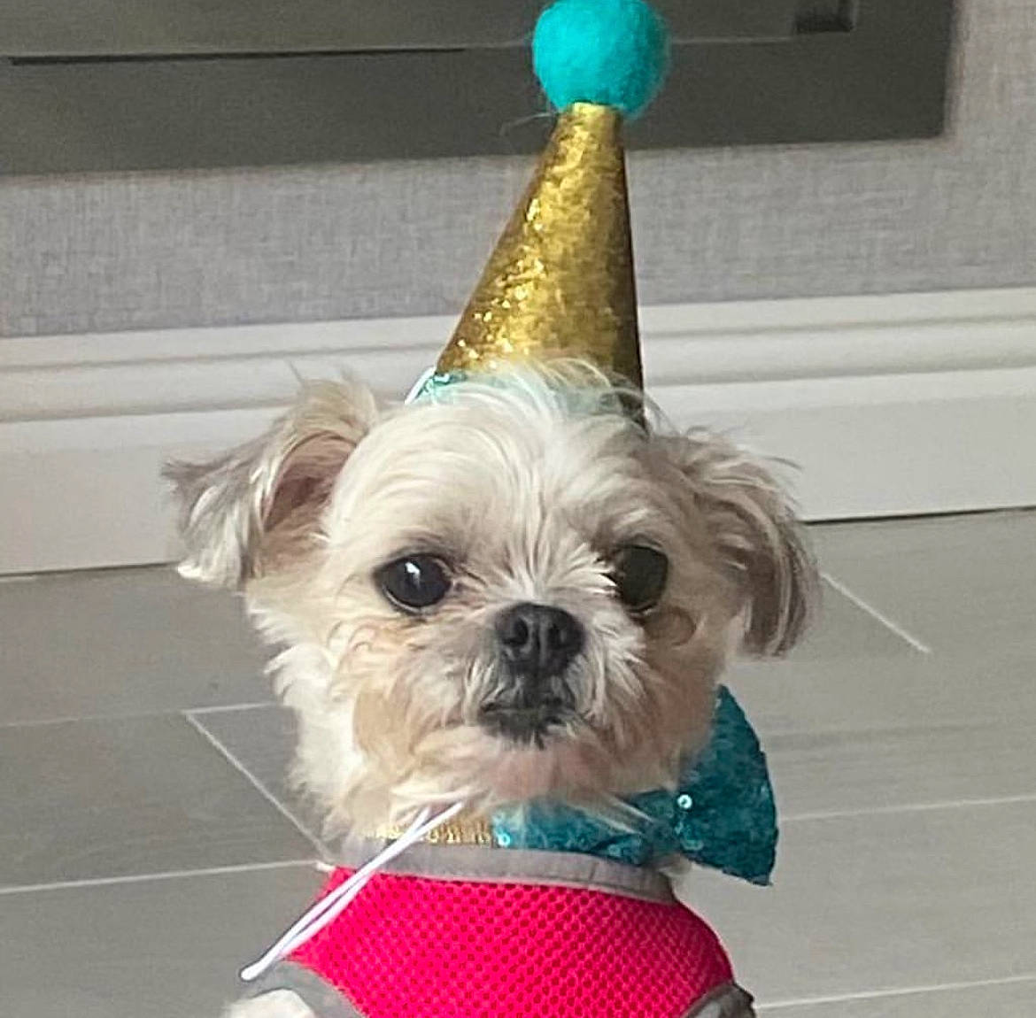 Tallulah is registered to the contest to win money with this photo: canidae, carnivore, collar, companion_dog, cone, dog, dog_breed, dog_clothes, dog_collar, dog_supply, fashion_accessory, fawn, liver, party_hat, pet_supply, plant, snout, sporting_group, toy_dog, working_animal